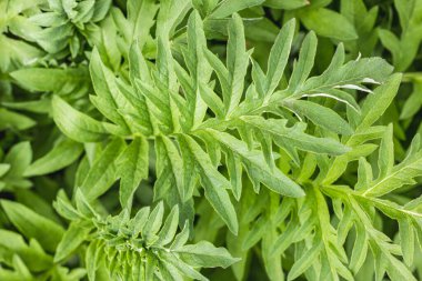 Canlı yeşil yapraklar yoğun, dokulu bir zemin oluşturur, doğanın güzelliğinin ve bolluğunun özünü yakalar.