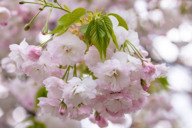 Narin pembe sakura çiçekleri bir dala asılı, yumuşak bir bokeh arka planına karşı güzel bir tepe örtüsü oluşturur