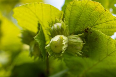 Canlı yeşil yapraklarla çevrili bir ağaç dalında yetişen olgunlaşmamış fındıklar doğanın cömertliğinin özünü yakalıyor.