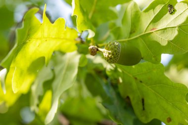 Yeşil bir meşe palamudunun, güneş ışığıyla aydınlatılan canlı yeşil yapraklarla çevrili bir meşe dalına asılıydı.