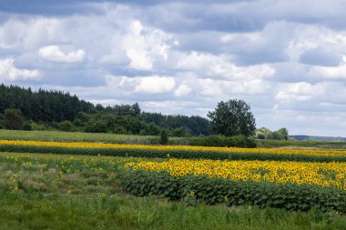 Uçsuz bucaksız kırsal bir arazide açan canlı ayçiçekleri dramatik, bulutlu bir yaz gökyüzünün altında güneşlenerek pitoresk bir manzara yaratır.