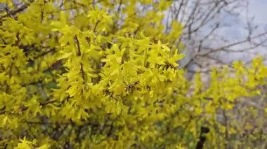 Sarı forsythia çiçekleri ilkbaharda bir dalda açar, canlı bir renk gösterisi yaratır.