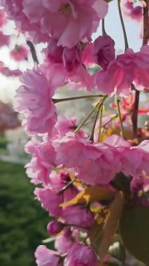 Pembe kiraz çiçekleri meltemde usulca sallanıyor, dingin ve güzel bir doğal ekran yaratıyor.