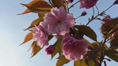 Güzel pembe kiraz çiçekleri ve yapraklar meltemde sallanıyor açık mavi gökyüzüne doğru