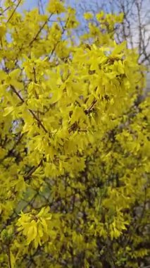 Dallarda açan parlak sarı forsythia çiçeklerinin yakın görüntüsü, baharın gelişini işaret ediyor.