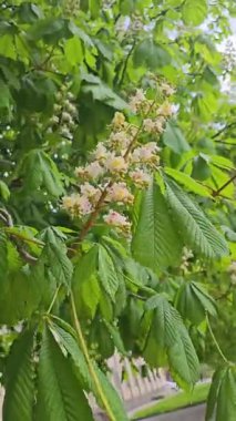 Beyaz, pembe çiçekli ve yeşil yapraklı kestane ağacı dalı rüzgarda hafifçe sallanıyor.