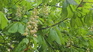 At kestanesi çiçekleri yemyeşil yaprakların arasında çiçek açarak ilkbahar yenilenmesinin özünü yakalıyor.