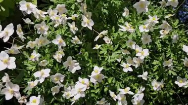 El değmemiş beyaz şakayık çiçekleri narin bir şekilde açıyor, yeşil arka planda yumuşak doğal ışık altında yavaşça dans eden karmaşık taç yapraklarını sergiliyor.