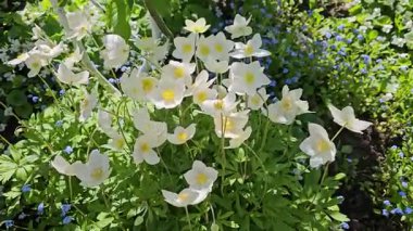 Güzel beyaz şakayık çiçekleri rüzgarda hafifçe sallanarak bahçedeki huzurlu ve huzurlu bir atmosferi oluşturur.