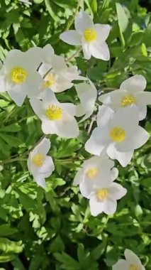 Beyaz şakayık çiçeklerinin doğal güneş ışığında çiçek açması, huzurlu ve güzel bir manzara yaratır.