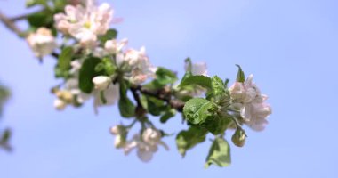Narin beyaz ve pembe çiçekleri olan elma ağacı dalı ve açık mavi gökyüzüne hafifçe sallanan taze yeşil yapraklar.