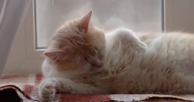 Zencefil ve beyaz kedi pencere pervazında titiz bir şekilde bakım yapıyorlar. Odaklanmış kendini temizleme ve rahat kedi davranışlarını gün ışığında sergiliyorlar.