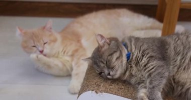 Kızıl kedi titizlikle kendini tımar ederken gri tekir kedi de tırmalama direğinde huzurlu bir şekerlemenin tadını çıkarıyor.