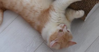 Neşeli zencefil ve beyaz kedi yuvarlanıyor ve karton direkleri tırmalıyor, doğal kedi davranışları sergiliyor ve rahat ev ortamının tadını çıkarıyor.