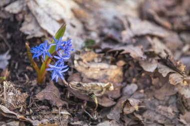 Kuru yapraklardan çıkan narin mavi Sibirya yumuşacık çiçekleri, baharın gelişini ve doğanın yenilenmesini simgeliyor.