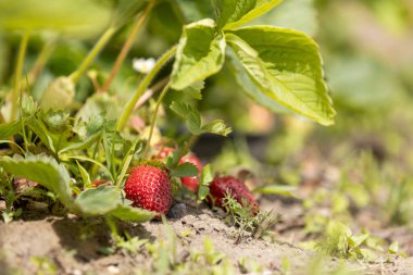 Taze, olgun çilekleri yakın bir bahçede yetişen çilekler, gün ışığında yıkanan