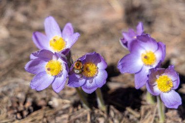 Yaban arısı, güzel bir bahar gününde ılık güneş ışığı altında narin mor pasquflalower çiçeklerinden canlı polenler topluyor.