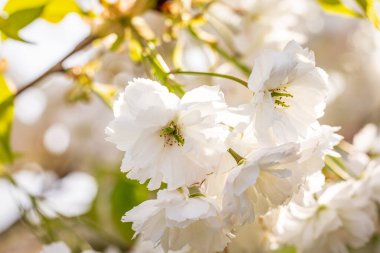 Narin beyaz kiraz çiçeklerinin sıcacık bahar güneşinin tadını çıkararak güzelliklerini ve kırılganlıklarını vurguluyorlar.