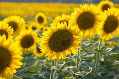 Güneşli bir günde, geniş bir tarlada büyüyen ayçiçekleri muhteşem bir tarım manzarası yaratıyor.