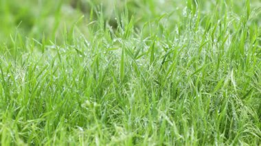Yeşil çim yaprakları sabah çiğ ile parıldıyor yumuşak rüzgar altında yavaşça hareket ediyor, doğal tabiatın narin dokularını ve canlı yeşil renklerini sergiliyor.