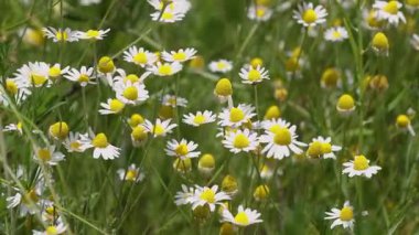 Yumuşak beyaz papatya çiçekleri rüzgar hareketiyle yavaşça salınıyor, yaz mevsiminde huzurlu yeşil çayır manzarası yaratıyor.