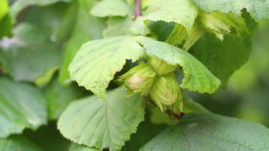 Erken büyüme aşamasında yemyeşil yapraklarla çevrili, ağaç dalından sarkan yeşil fındık kümesi.
