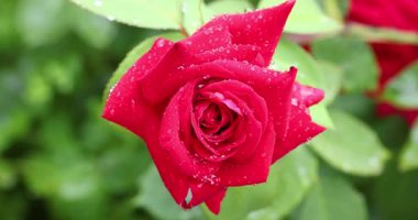 Zarif kırmızı gül yağmur damlalarıyla parıldıyor, yumuşak yapraklar zarif bir şekilde sallanıyor yemyeşil yapraklar arasında, doğal güzelliği ve dinginliği yakalıyor.