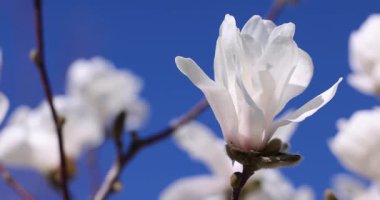 Beyaz manolya çiçeği, açık mavi bir gökyüzünün altında, doğanın narin güzelliğini gözler önüne seriyor.
