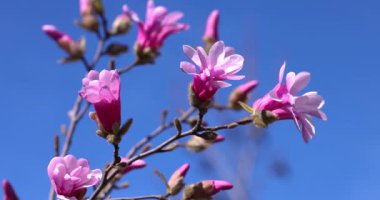 Narin pembe manolya çiçekleri açan çiçek dalları, parlak mavi bulutsuz gökyüzüne karşı canlı yapraklar sergiliyor.