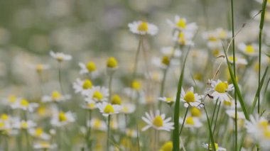 Narin beyaz papatya çiçekleri, güneşli çayırlarda yavaşça sallanarak yumuşak, huzurlu bir atmosfer yaratıyor. Hafif bir esinti ve sakin bir doğal manzara.