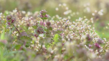 Canlı kırmızı, ölü ısırgan otları narin kır çiçekleri arasında çiçek açıyor, yemyeşil botanik detaylarıyla renkli bahar çayırları oluşturuyor.