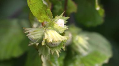 Yapraklı dallardan sarkan fındık kümeleri, yemyeşil bir ortamda doğal büyüme ve organik ceviz üretiminin tarımsal gelişimini sergiliyor.