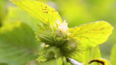 Genç yeşil fındıklar ağaç dalında olgunlaşıyor, sıcak güneş ışığı altında parlıyor, tarımsal üretimin doğal büyüme aşamalarını ortaya koyuyor.