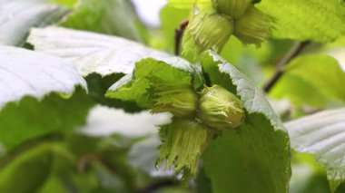 Fındık ağacının dalında olgunlaşan olgunlaşmamış fındıklar, canlı yeşil yapraklarla çevrili.