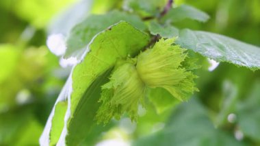 Ağaç dalında gelişen yeşil fındıklar, yemyeşil yaprakların arasına yuva yapmış, canlı doğal dokular ve organik olgunlaşma süreciyle tarımsal büyümenin ilk aşamalarını sergiliyor.