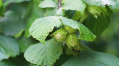 Olgunlaşan fındıkların arasından süzülen güneş ışığı yemyeşil yaprakların arasına yerleşmiş, tarımsal büyüme ve doğal botanik gelişimi sergiliyor.