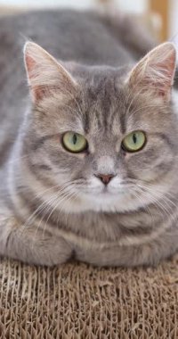 Yeşil gözlü gri tekir kedi, karton bir yüzeye uzanmış, rahatlatıcı ve huzurlu bir sahne yaratıyor.