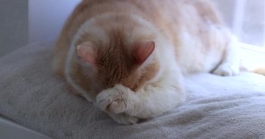 Kızıl beyaz kedi yumuşak kürkleri titizlikle tımar ediyor, rahat yüzeyde dinlenirken pençelerini ve bıyıklarını dikkatlice temizliyor.