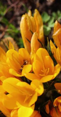 Bahçedeki parlak sarı crocus çiçeklerinden polen toplayan bal arısına yaklaş