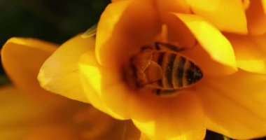 Bal arısı, bahar tozlaşma sürecinde canlı sarı crocus çiçeğinden titizlikle altın polen topluyor ve karmaşık doğal ekosistemi gösteriyor.