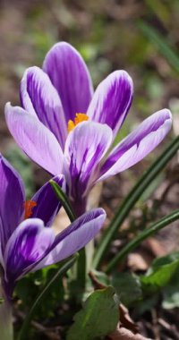 Güzel mor ve beyaz kır çiçekleri bir bahçede çiçek açıyor, baharın gelişini işaret ediyor.