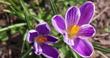 Güzel mor ve beyaz kır çiçekleri bir bahçede çiçek açıyor, baharın gelişini işaret ediyor.