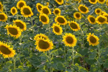 Genişleyen tarımsal bir alanda büyüyen canlı sarı ayçiçekleri yaz boyunca doğanın büyüleyici güzelliğini gözler önüne seriyor.