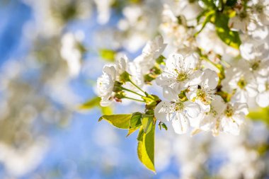 Parlak bir bahar gününde parlak bir güneşin altında açan kiraz çiçekleri göz kamaştırıcı bir doğal manzara yaratır.