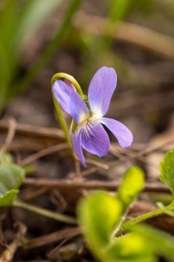 Doğal bir ortamda yetişen mor bir kır çiçeğinin kapanışı ilkbaharda doğanın güzelliğini gözler önüne seriyor.