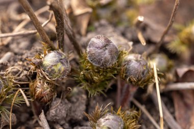 Pulsatilla vulgaris tomurcuklarının yakın çekim yeri ince kıllarla kaplı, önümüzdeki haftalarda umut verici bir şekilde çiçek açması bekleniyor.