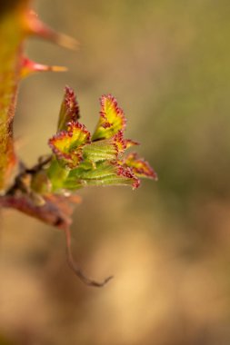 Canlı yeni yapraklar bir gül sapında açılır ve koruyucu dikenlerin yanında bahar büyümesinin narin güzelliğini gösterir.