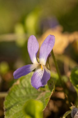 Narin mor bir ahşap çiçeğe yakın sıcak bahar güneşinde açan, canlı rengini ve karmaşık detaylarını gözler önüne seren