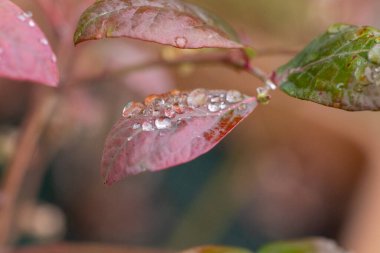 Renkli pembe bir yaprağın üzerinde parlayan su damlacıklarının Macro 'su, ferahlatıcı bir yağmurdan sonra doğanın güzelliğini yakalıyor.