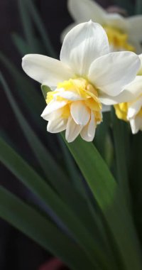 Güzel narsisli çiçeğin yavaş çekimini kapat. Nazikçe sallan, narin beyaz taç yapraklarını ve sarı koronasını göster.